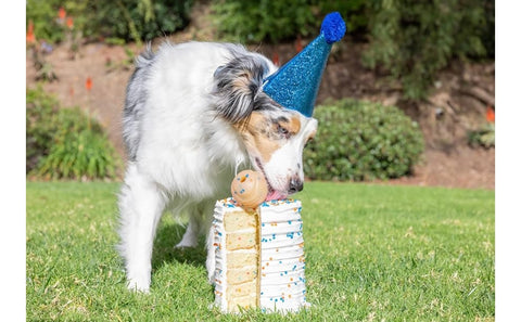 Chuckit! Birthday Fetch Ball, Medium (2.5 Inch Diameter), for Dogs 20-60 lbs,