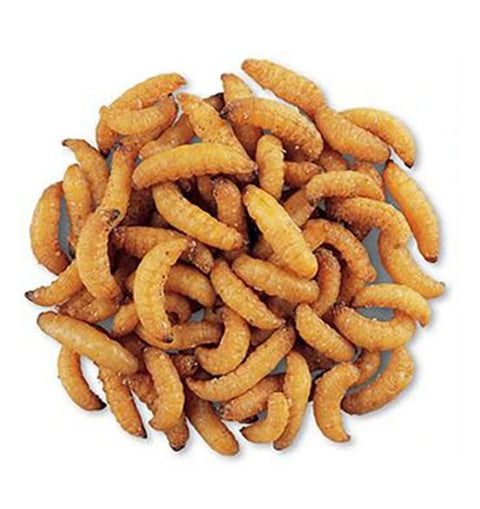 wax snax dried wax worms 1oz