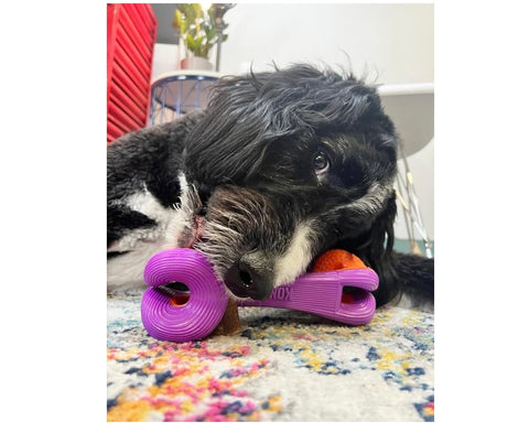 KONG Rerun Whoosh Bone Interactive Dog Toy (Medium/Large)