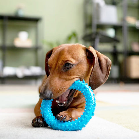 Pet Toys