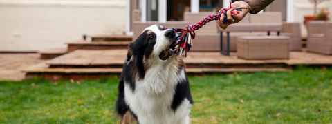 Dog Toy Collection