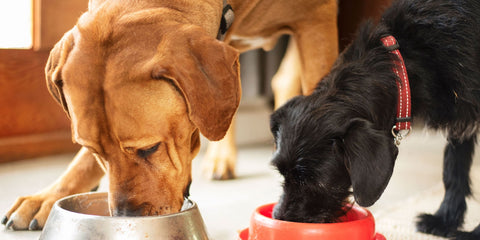 Dog Food