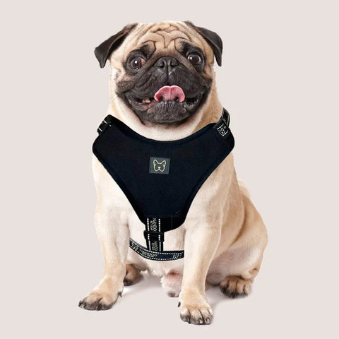 Harnesses / Leashes / Collars