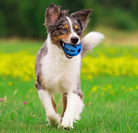 Nerf Dog Crunch and Squeak Rubber Ball Dog Toy, Single, Medium/Large, Blue