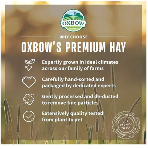 oxbow orchard grass hay