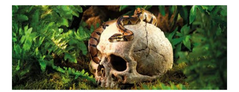 Exo Terra Primate Skull Terrarium D