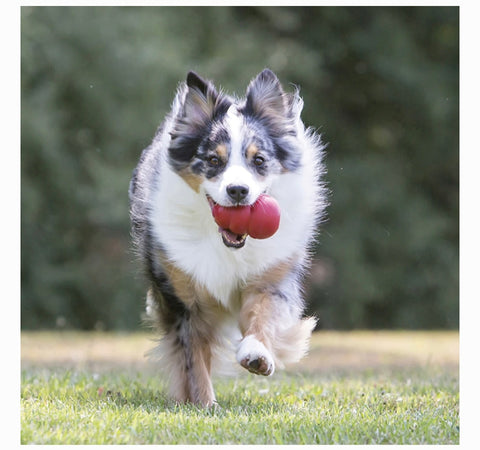 KONG Classic Dog Toy, X-Large