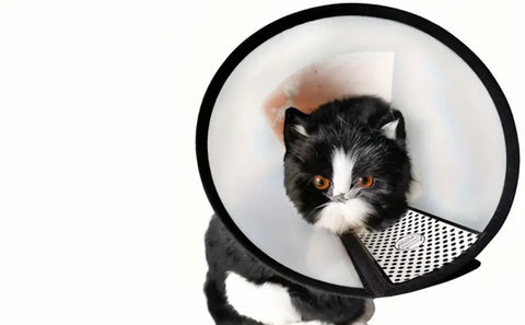 Pet Protective Cone - PP Material Dog Grooming Collar, Bath Anti-Scratching Head Cover, Cat Safety Gear, Veterinary Use - For Dogs & Cats - Suitable for Post-Surgery Recovery & Grooming