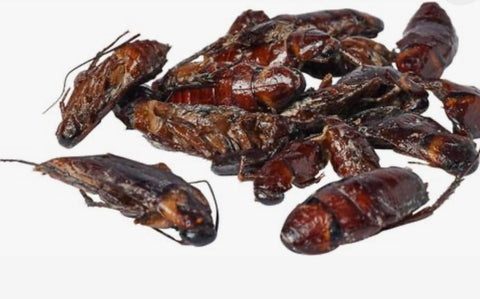 Zoo Med Can O' Cockroaches Reptile Food, 1.2-oz can