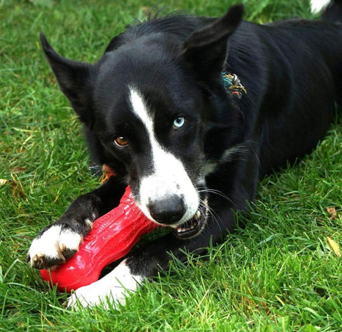 KONG Beezles Bone Assorted Dog Toy Large