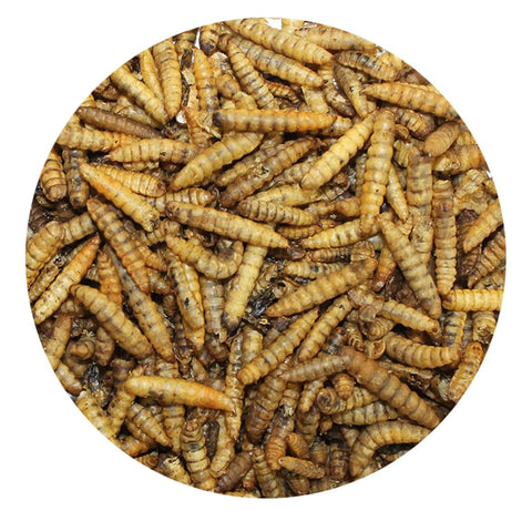 Dried Black Soldier Fly Larvae 5 lbs
