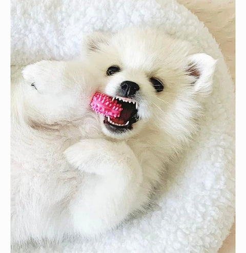 Nylabone Puppy Teething & Soothing Flexible Chicken Flavor Chew Dog Toy Pink, X-Small see