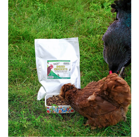 Dried Crickets 8 oz.