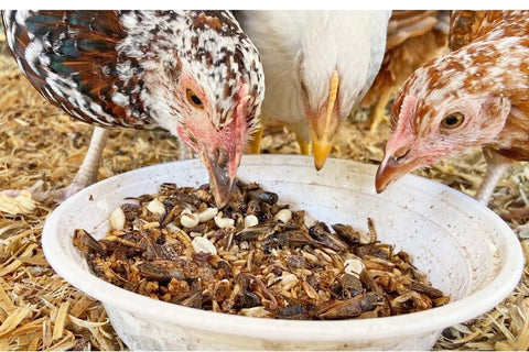 Dried Crickets 8 oz.