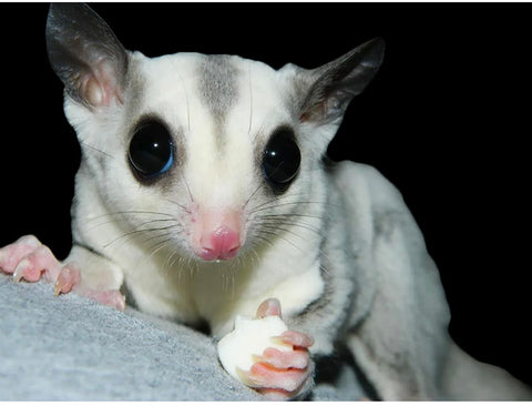 yogu drops with blueberries 4.25 oz