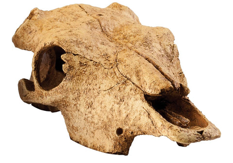Exo Terra Buffalo Skull Terrarium D