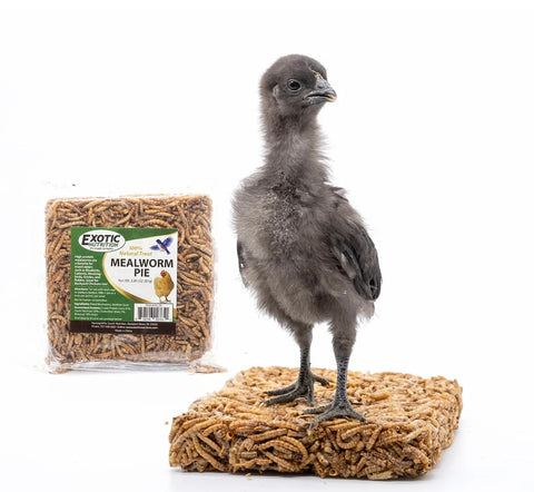 Mealworm Pie 2.86 oz