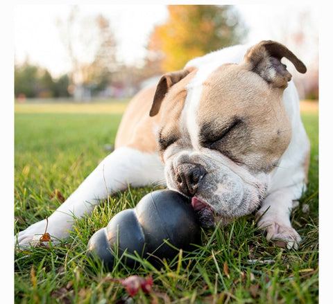 KONG Extreme Dog Toy, Large