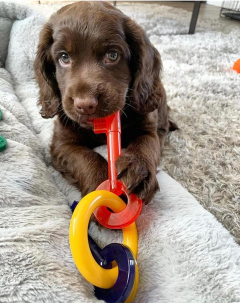 Nylabone Puppy Chew Key Ring Toy, Toys for Teething Puppies, Multi Color, Bacon Flavor, Medium - Up to 35 lbs,