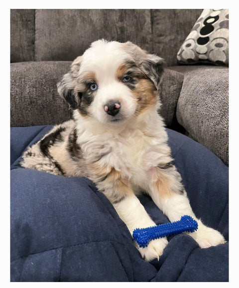 Nylabone Moderate Chew FlexiChew Dental Chew Toy, Textured Bone, Chicken, X-Small