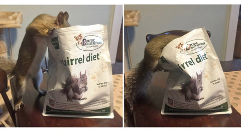 exotic nutrition DELUXE SQUIRREL DIET 2 LB. SQUIRREL FOOD