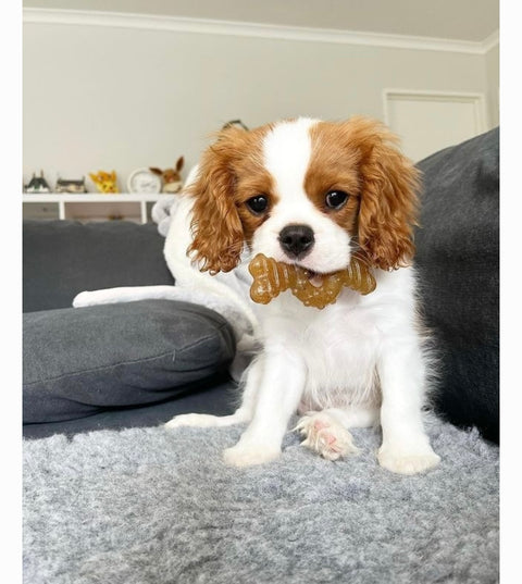 Nylabone Just for Puppies Teething Chew Ring Flavor Medley & Chicken Dog Bone, X-Small, 2 count