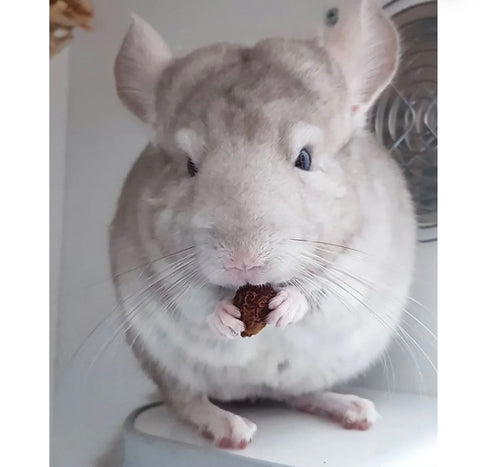 CHINCHILLA DIET W ROSE HIPS CHINCHILLA FOOD 2 lbs