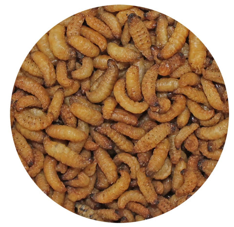 exotic nutrition wax snacks dried wax worms 1 oz