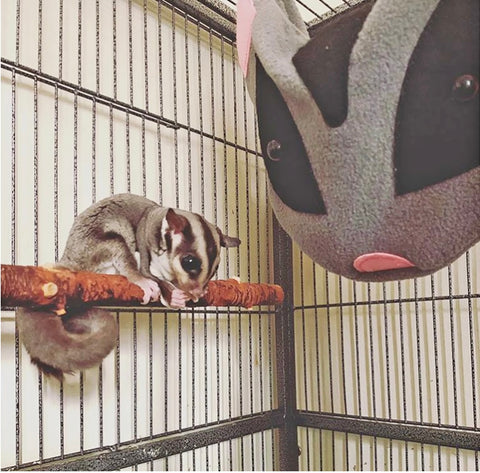 glider face nest pouch