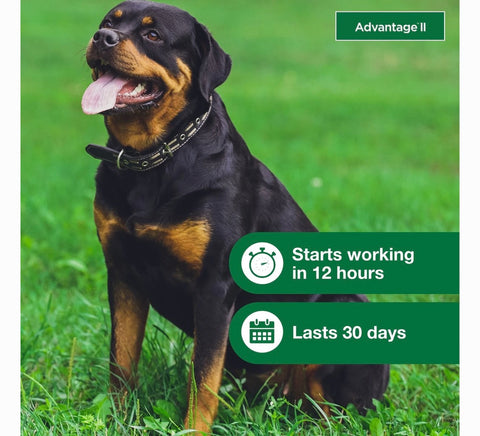 Advantage II Flea Spot Treatment for Dogs, over 55 lbs, 6 Doses (6-mos. supply)