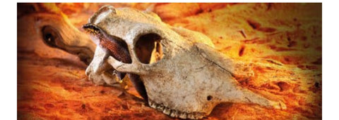 Exo Terra Buffalo Skull Terrarium D
