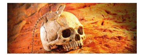 Exo Terra Primate Skull Terrarium D