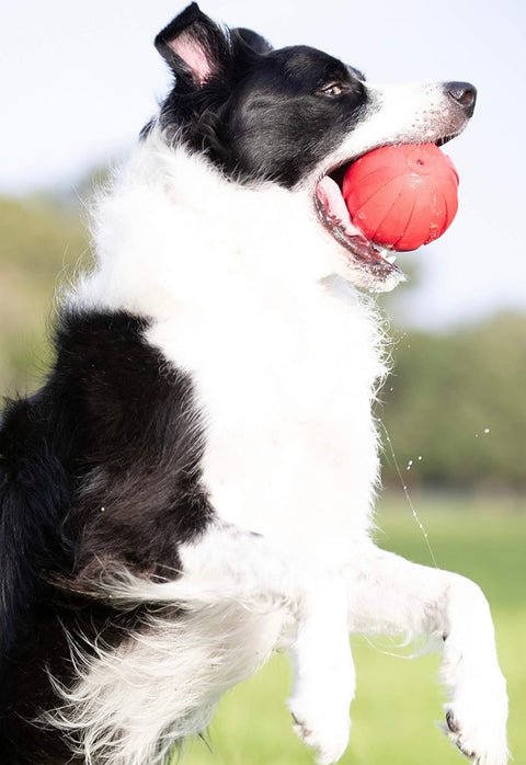 Nerf Dog Rubber Ball Dog Toy with Interactive Squeaker, Lightweight, Durable and Water Resistant, 4 Inch Diameter for Medium/Large Breeds, Single Unit, Red