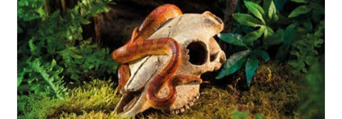 Exo Terra Buffalo Skull Terrarium D