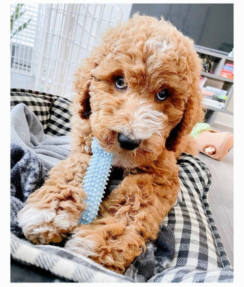 Nylabone Puppy Teething & Soothing Flexible Chicken Flavor Chew Dog Toy Blue, X-Small