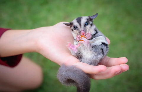 YOGU DROPS WITH PAPAYA