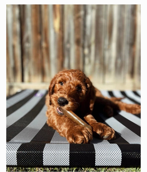 Nylabone Just for Puppies Teething Chew Toy Classic Bone Chicken, Small