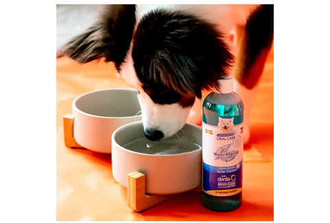 Nylabone Advanced Oral Care Pet Dental Water Additive, Liquid Tartar Remover & Breath Freshener for Dogs, Dog Teeth-Cleaning, Peppermint Flavor, 16 oz.