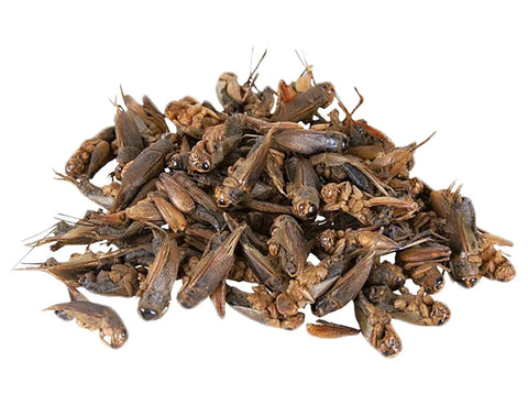Dried Crickets 2.2 lb.