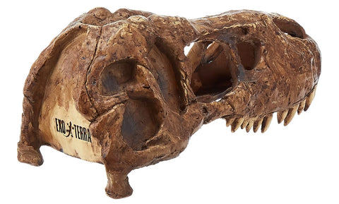 Exo Terra T-Rex Skull Terrarium Decor