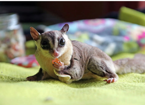 YOGU DROPS WITH PAPAYA