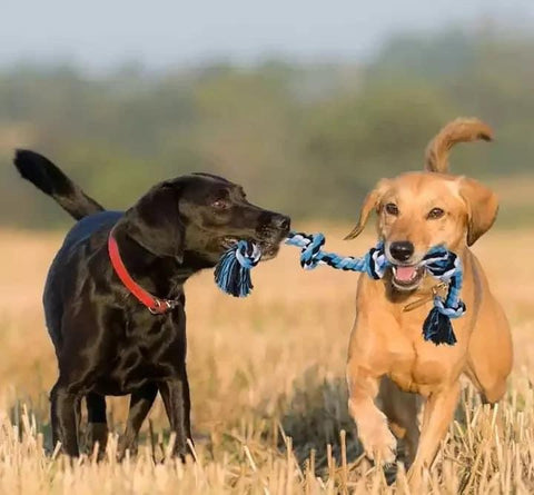 Rope Chew Toy